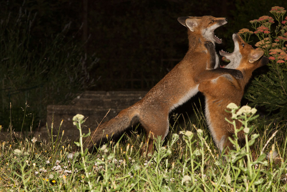 0910142706108343.jpg - Two fox cubs doing the 'fox trot'