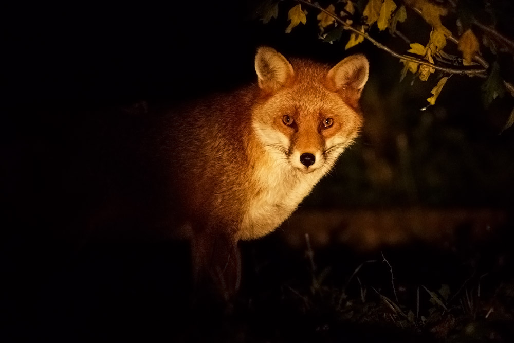0910160810164791.jpg - Fox at night