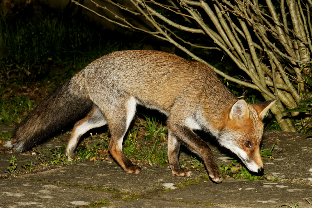 0910170810179430.jpg - Young male fox (Long Nose)
