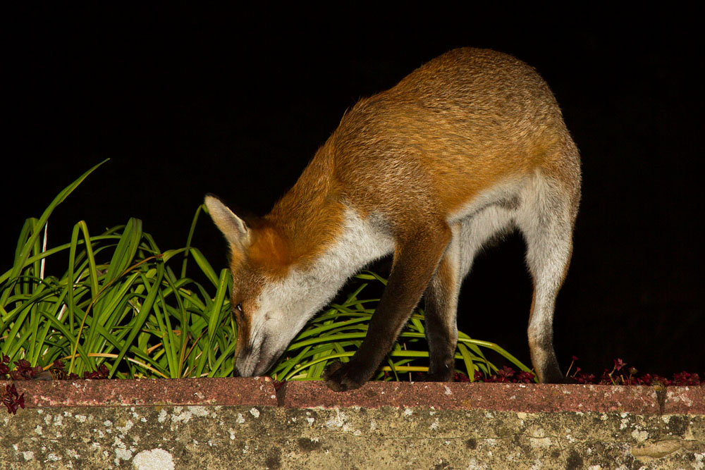 0911141309123434.jpg - Fox on wall