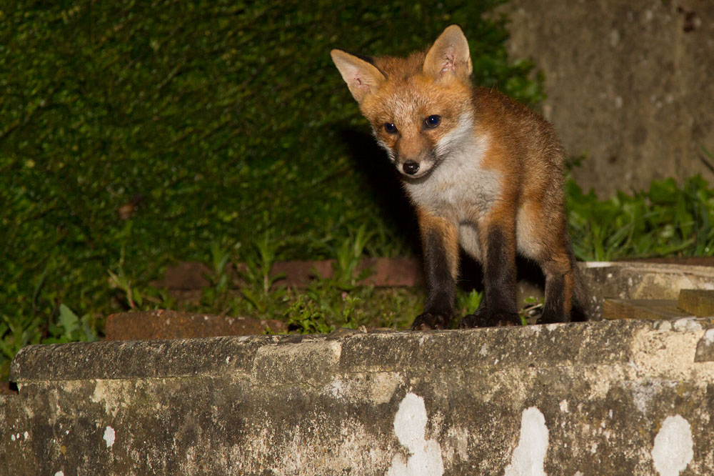 0912141705136592.jpg - Fox cub at the top of the garden steps