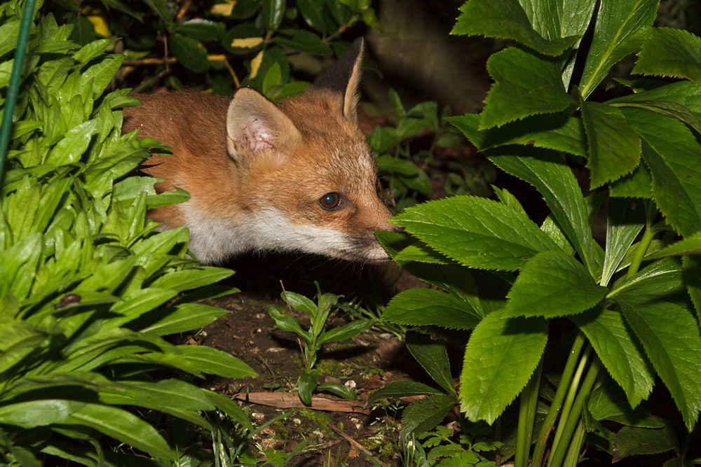 0912161605136168.jpg - Fox cub in the shrubbery