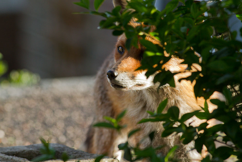 1001130705124716.jpg - Fox peering out from behind a bush.