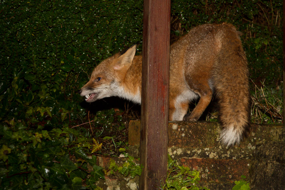 1001140401145353.jpg - Fox on steps in garden