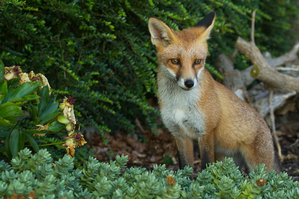 1001162407133477.jpg - Young fox in garden
