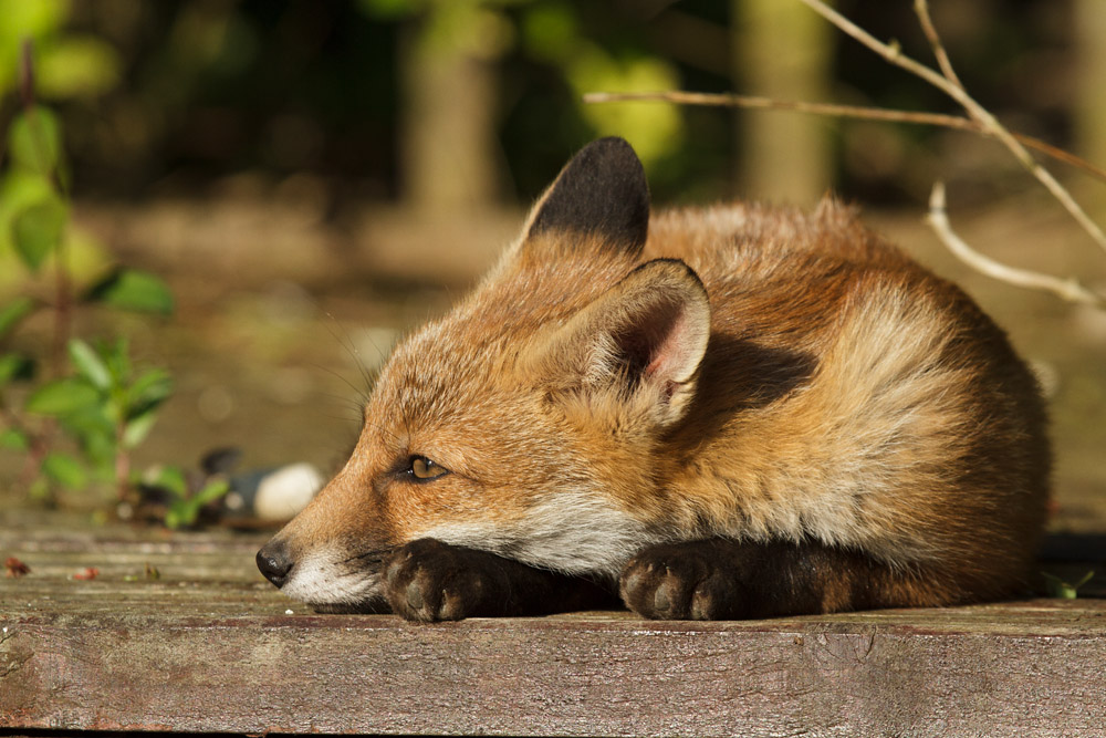 1002172605139223.jpg - A lazy fox cub