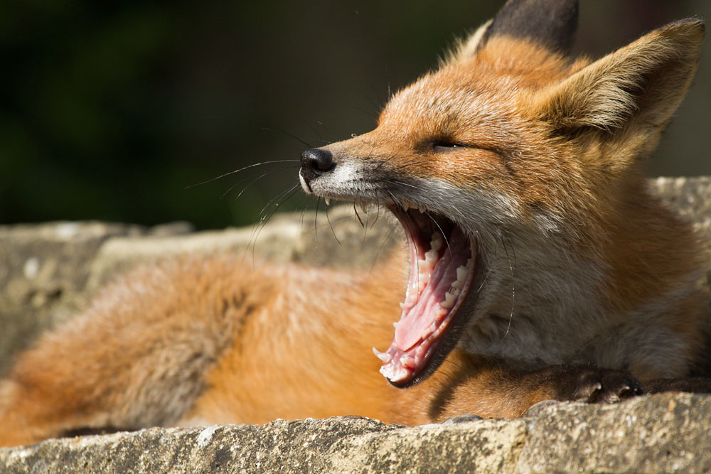 1003151207130606.jpg - Fox yawning