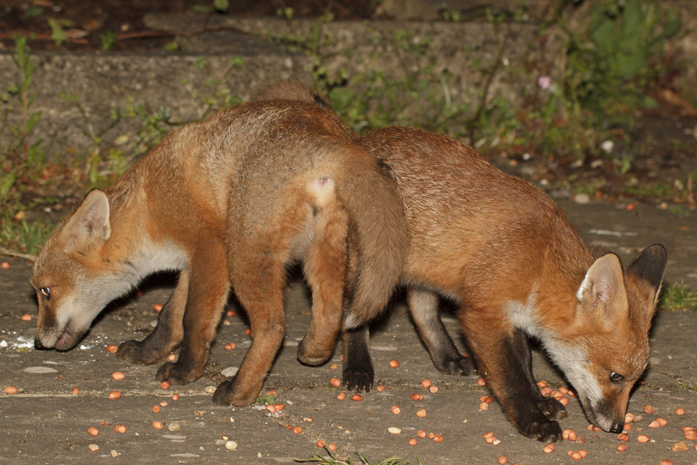 1003172705130050.jpg - Two fox cubs in a tangle