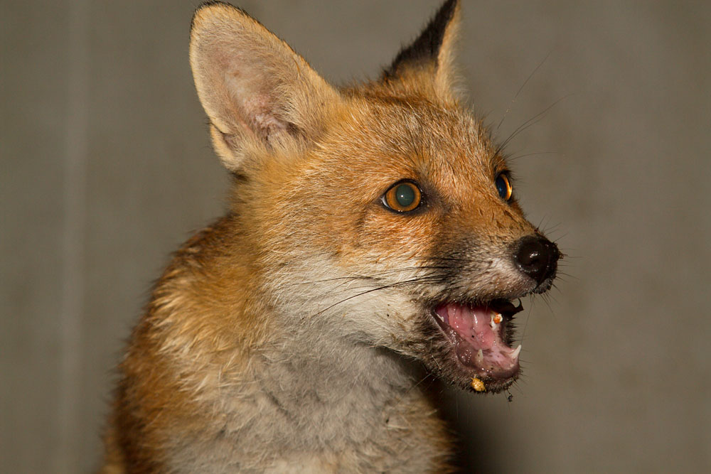 1004142805130096.jpg - Fox cub with mouth open