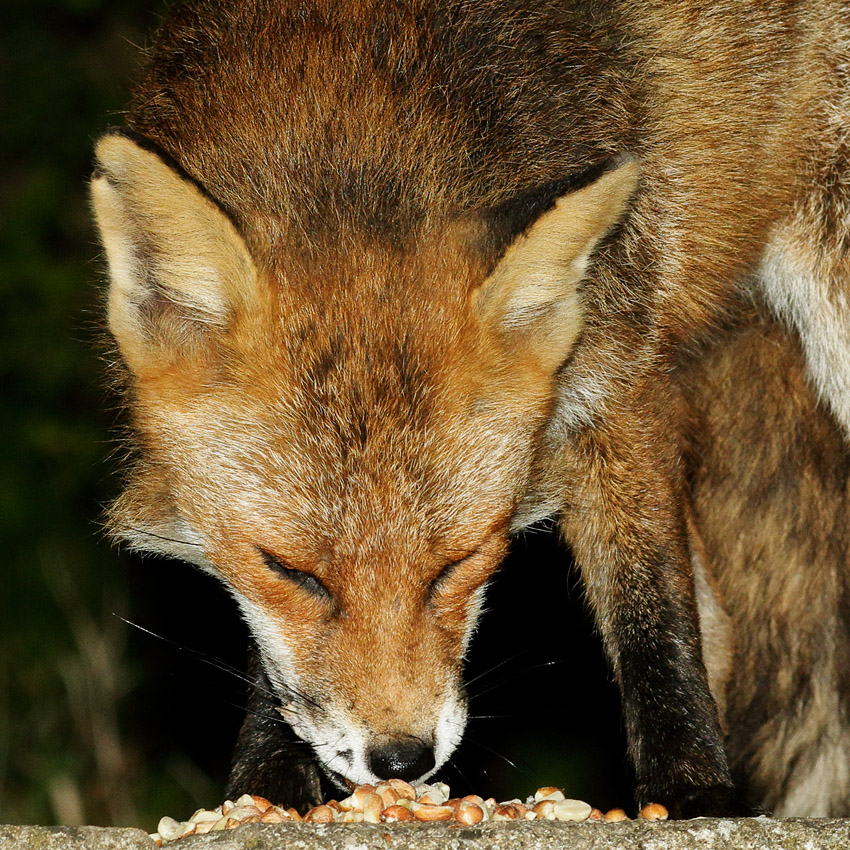 1004170804176210.jpg - Fox eating peanuts in suburban garden