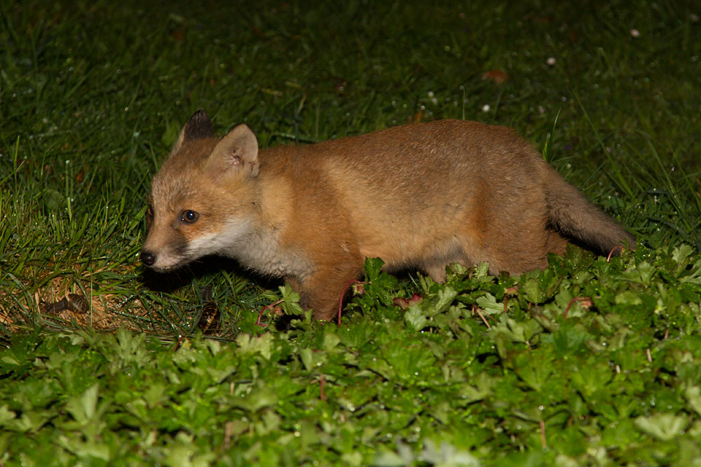 1005130905134334.jpg - Fox cub walking on garden path
