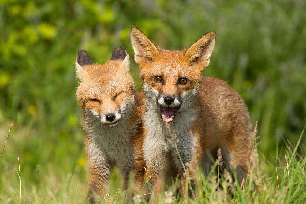 1005141007130078.jpg - Two fox cubs in the garden