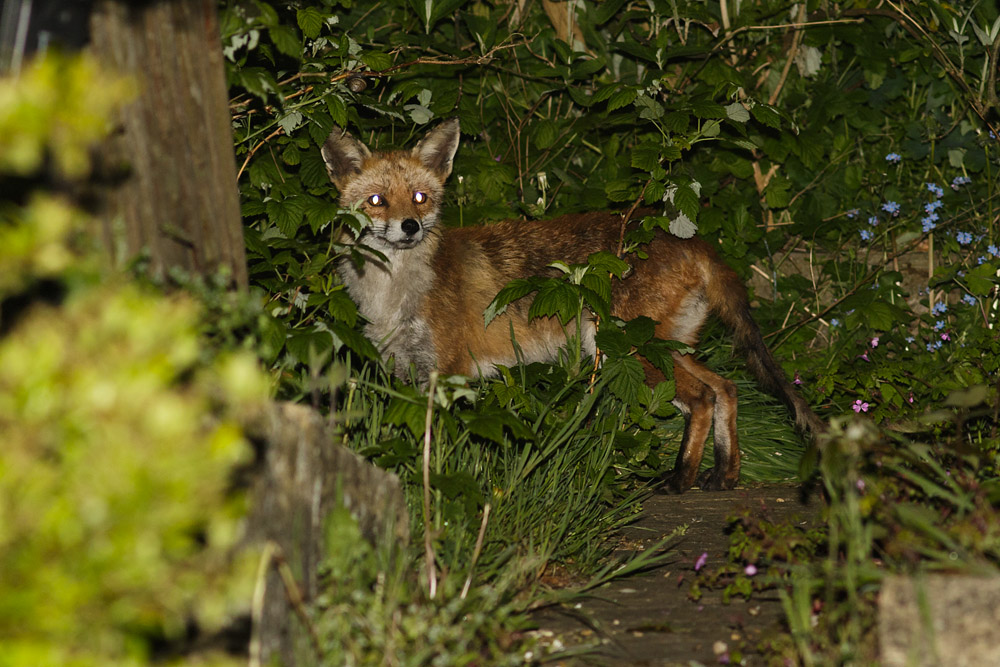 1005150905152808.jpg - Fox at rear of garden