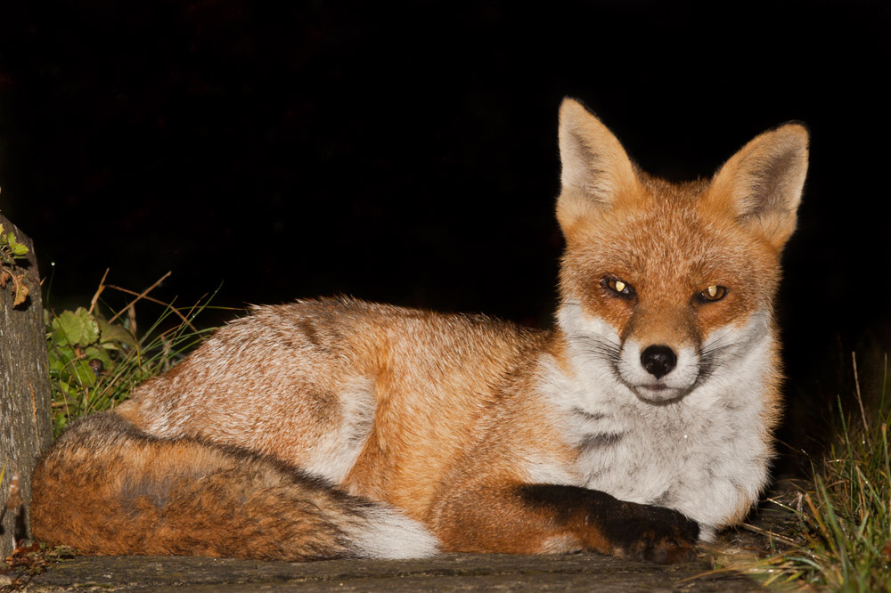 1005160510095069.jpg - Fox on path