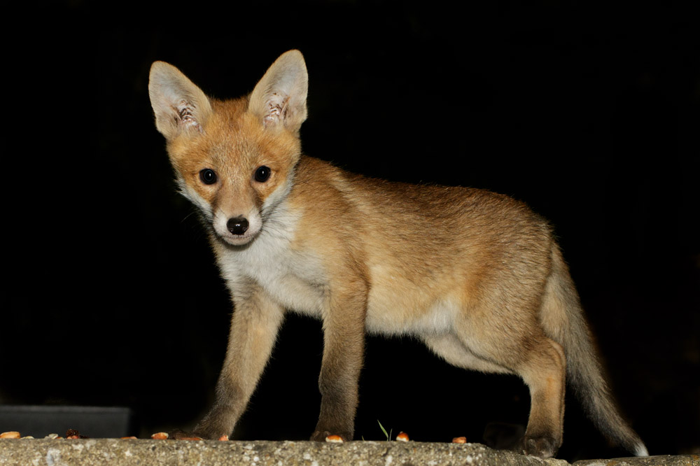 1005171005171914.jpg - Fox cub at about 8-9 weeks old in a suburban garden in East Sussex