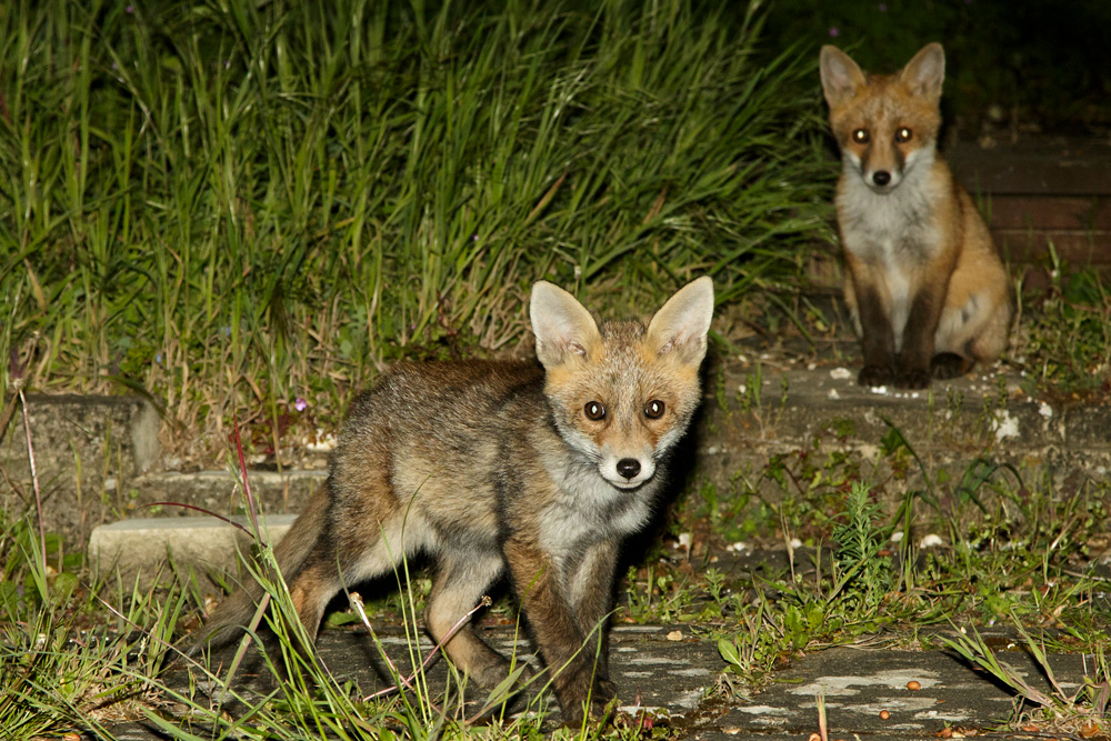 1005181005187747.jpg - Two fox cubs at 8-9 weeks  old