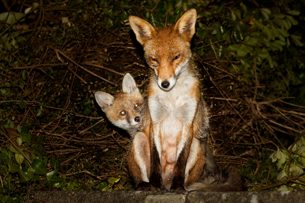 1005191005194745.jpg - Fox cub and vixen (Wolfy)