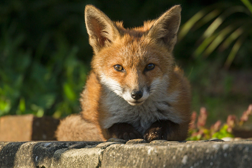 1006130906133800.jpg - Pretty fox cub resting on stone step