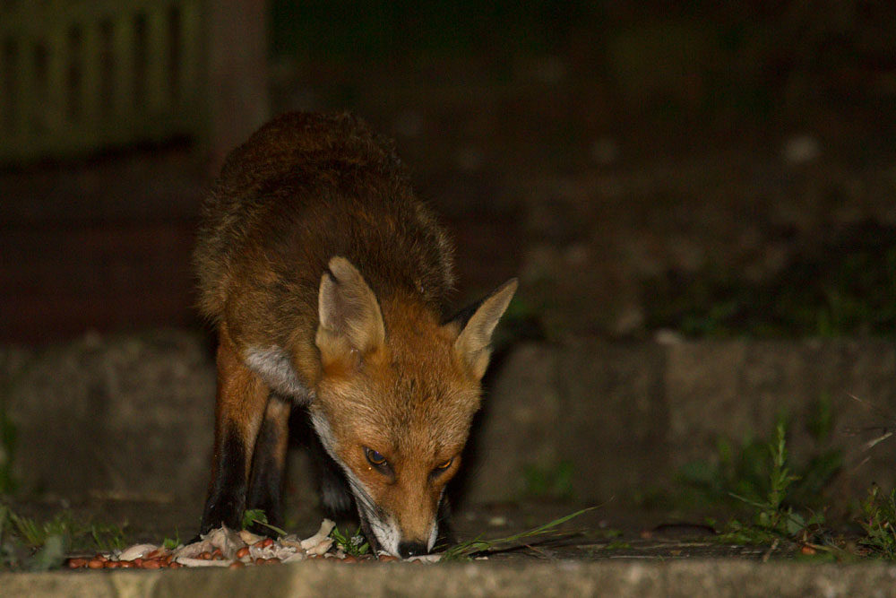 1006140906143727.jpg - Fox with nicked ear in suburban garden