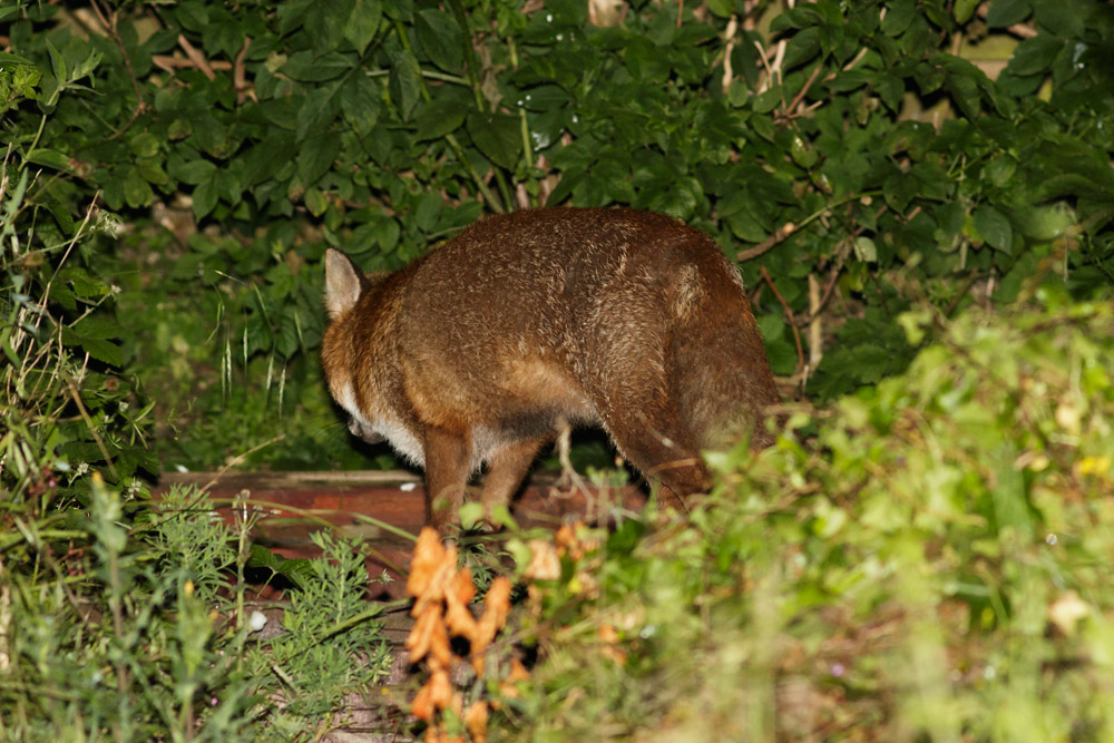 1006160806160001.jpg - Fox (male) at rear of suburban garden