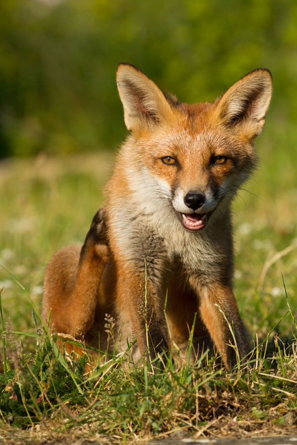 1007130907139547.jpg - Fox cub sitting down in suburban garden