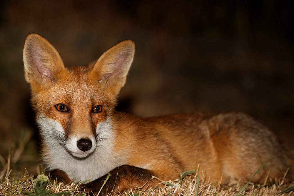 1007180907184518.jpg - Young fox
