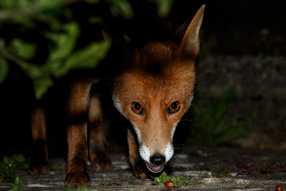 1007201007207474.jpg - Portrait of Stumpy
