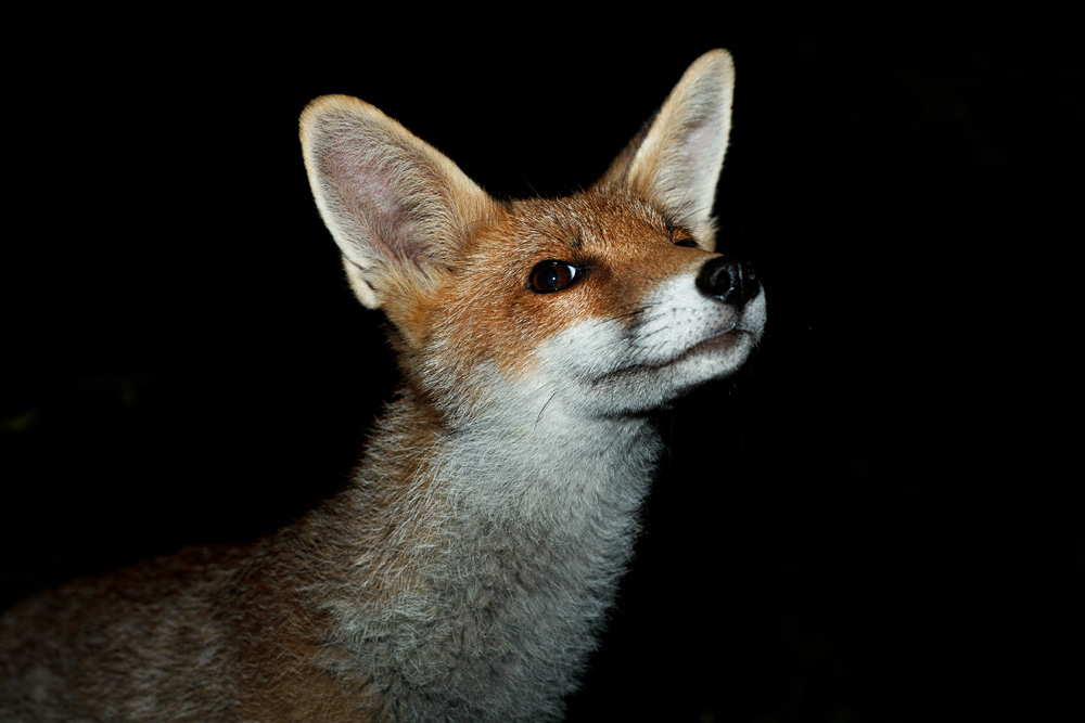 1007211007214245.jpg - Portrait of a fox cub