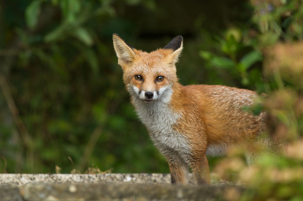 1008130908137653.jpg - Fox cub in a suburban garden