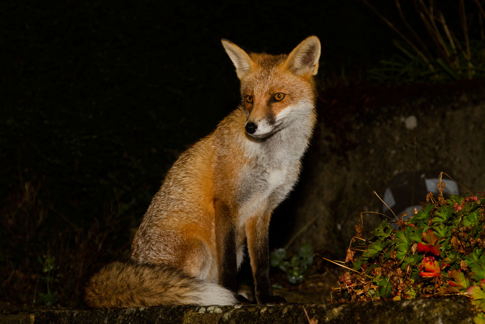 1009130809135303.jpg - Portait of a young fox at night