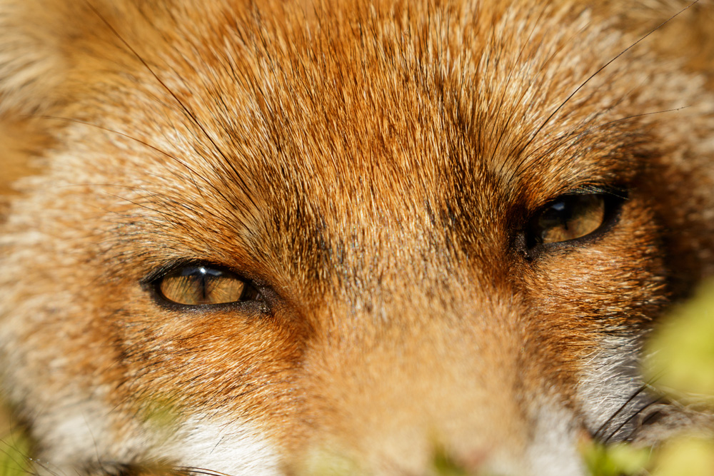 1009170508176425.jpg - Close up of fox cub (little dog fox)