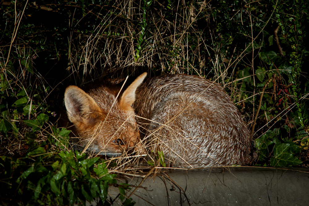 1009211009211008.jpg - Fox sleeping at edge of pond (Blondie)