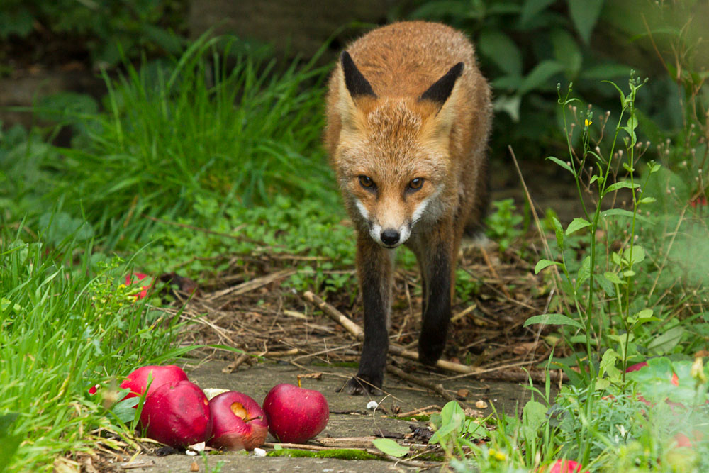 1010130510139439.jpg - Young fox (7 months old) with fallen red apples in a suburban garden.