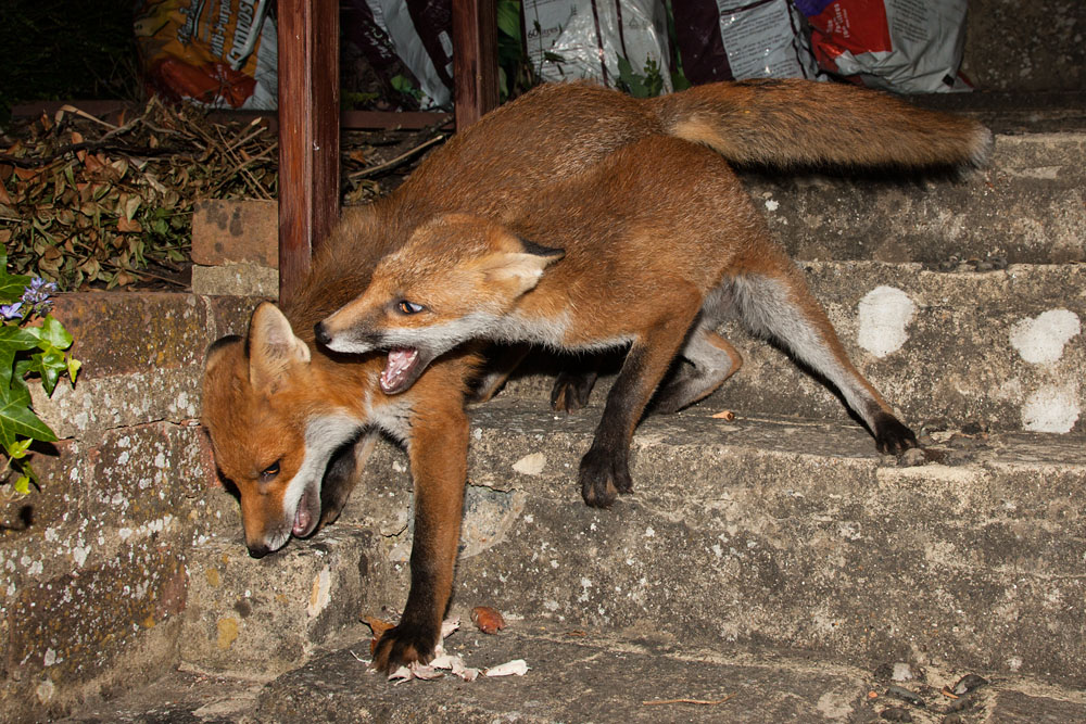 1010142706108347.jpg - Two fox cubs fighting