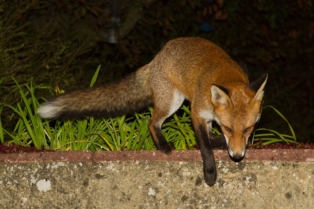 1011141309123439.jpg - Fox jumping down from wall