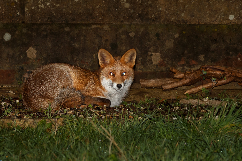 1011190911191905.jpg - Little Fox resting