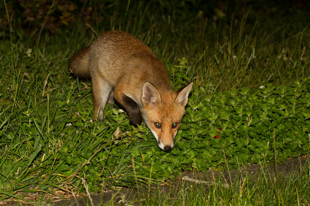 1012122506126176.jpg - 3-month old fox cub (Vulpes vulpes) on the prowl showing distinctive blue eye colour which disappears as they grow older.