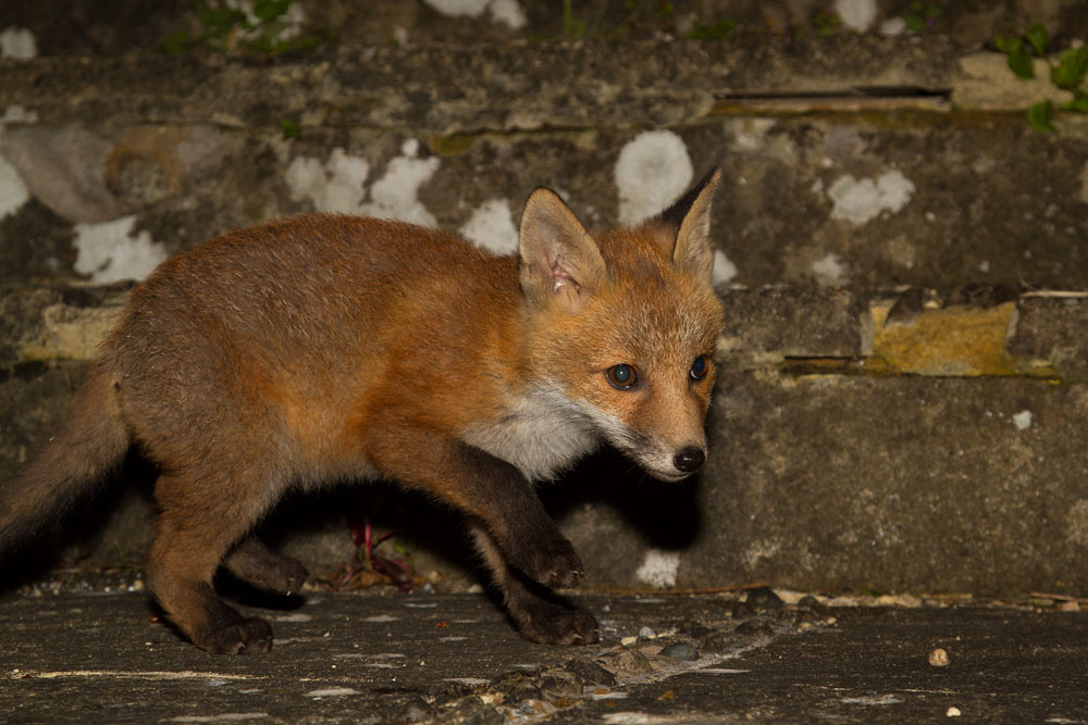 1012141705136560.jpg - Fox cub at the bottom of the garden steps