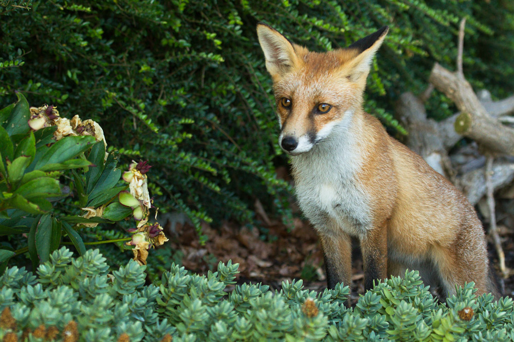 1101162407133474.jpg - Young fox in garden