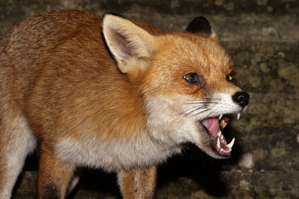 1102151002084995.jpg - Fox with mouth open