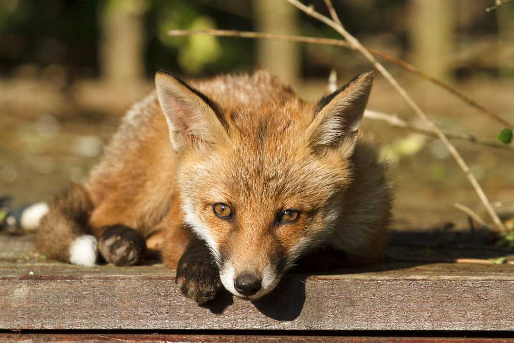 1102172605139232.jpg - Portrait of a fox cub