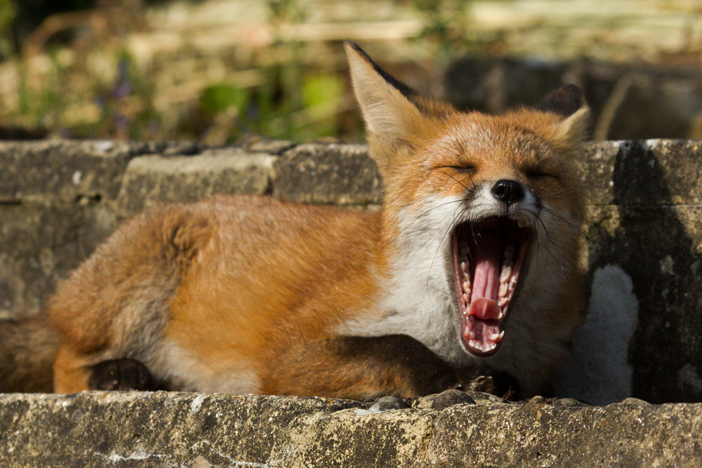 1103151207130587.jpg - Fox cub yawning