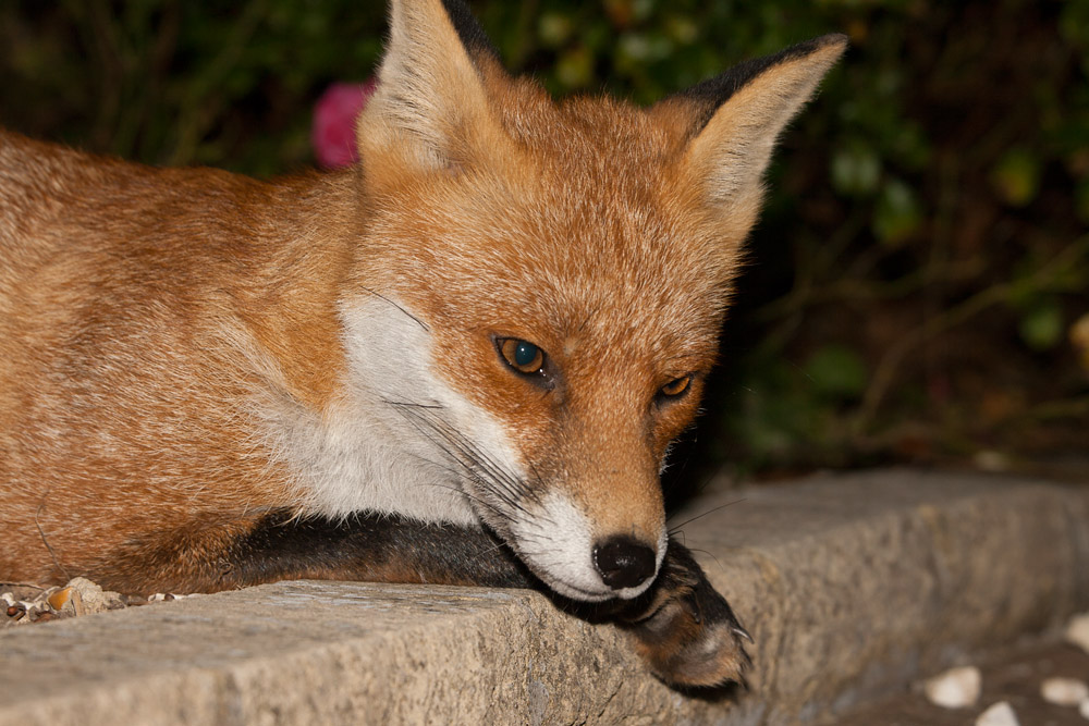 1104162309091680.jpg - Fox rleaxing on a wall