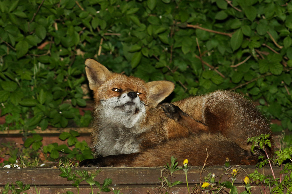 1104171104176558.jpg - Male fox with nicked ear relaxing at the rear of the garden