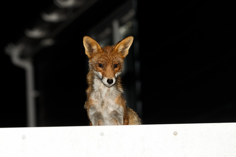 1104191104192195.jpg - Wolfy on the garage roof