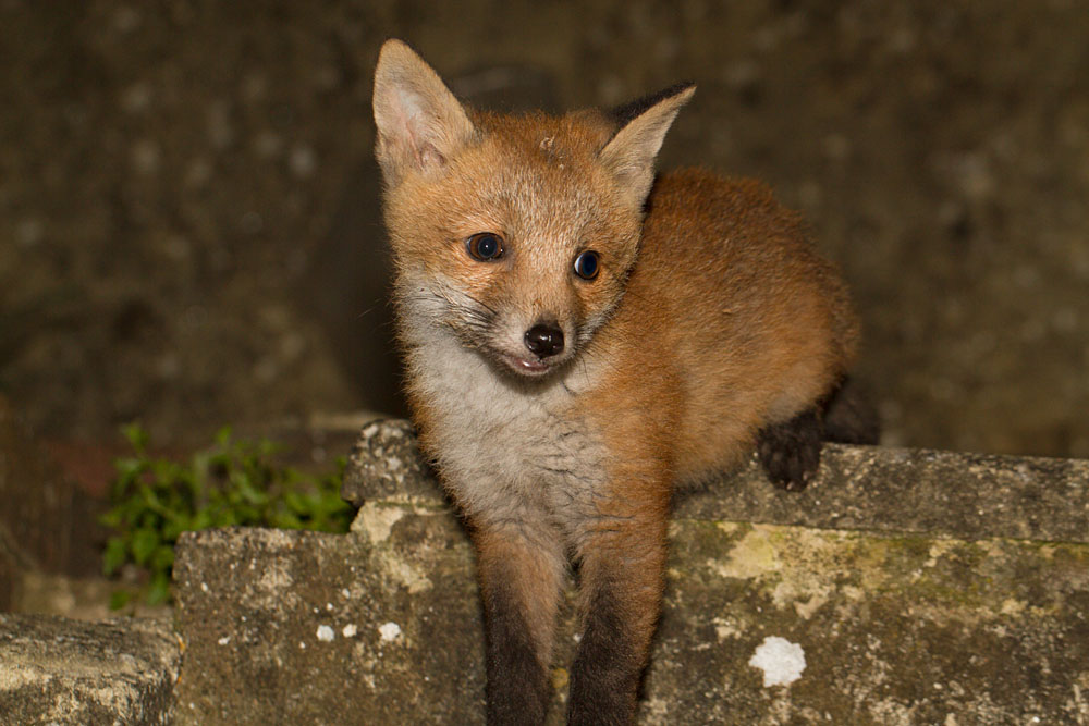 1105131005134511.jpg - Fox cub standing across a step in a suburban garden
