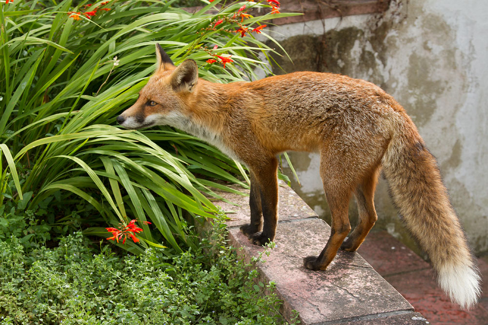 1105140809135279.jpg - Fox on garden wall