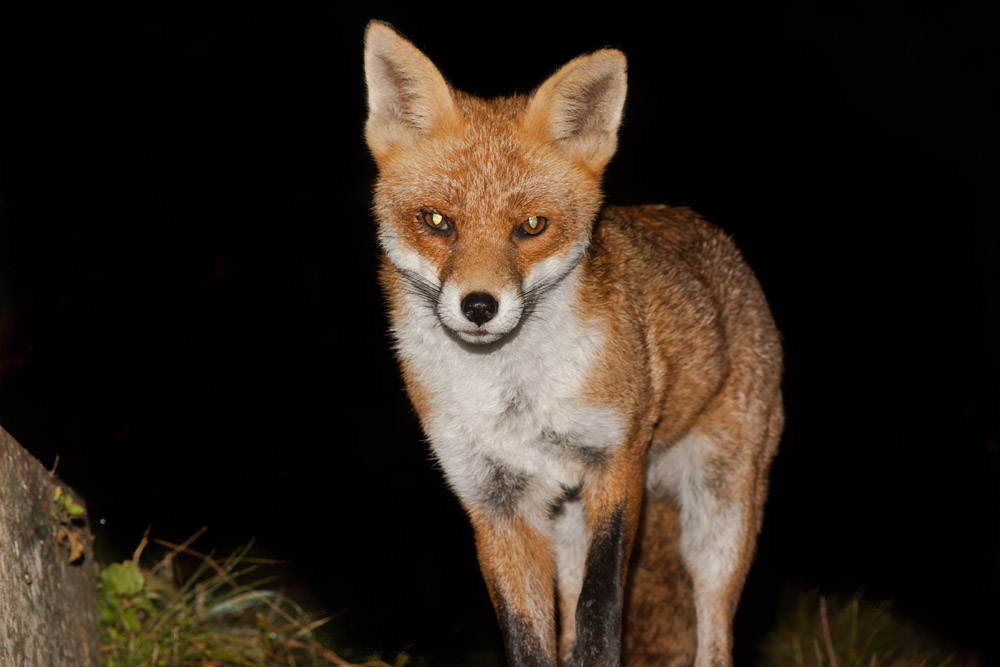 1105160510095078.jpg - Fox at night