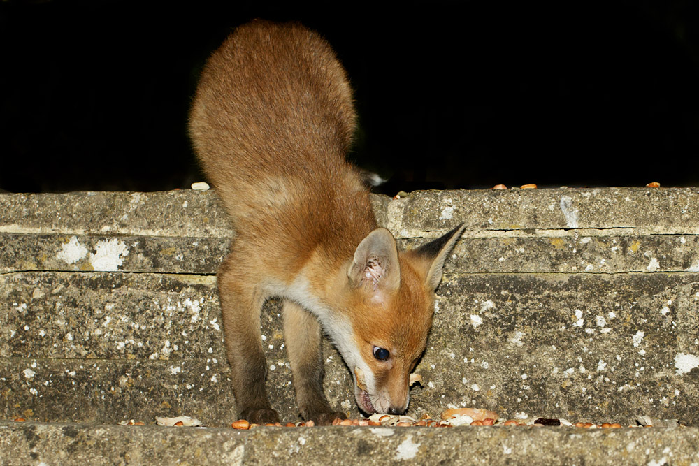 1105171005171918.jpg - Fox cub at about 8-9 weeks old in a suburban garden in East Sussex