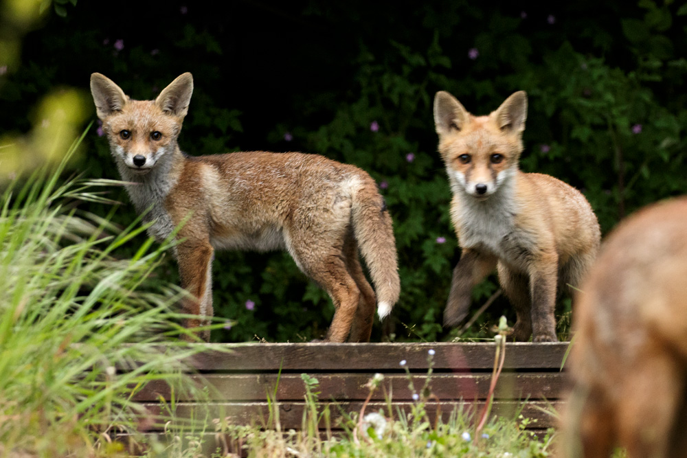 1105181105187828.jpg - Two fox cubs at 8-9 weeks  old